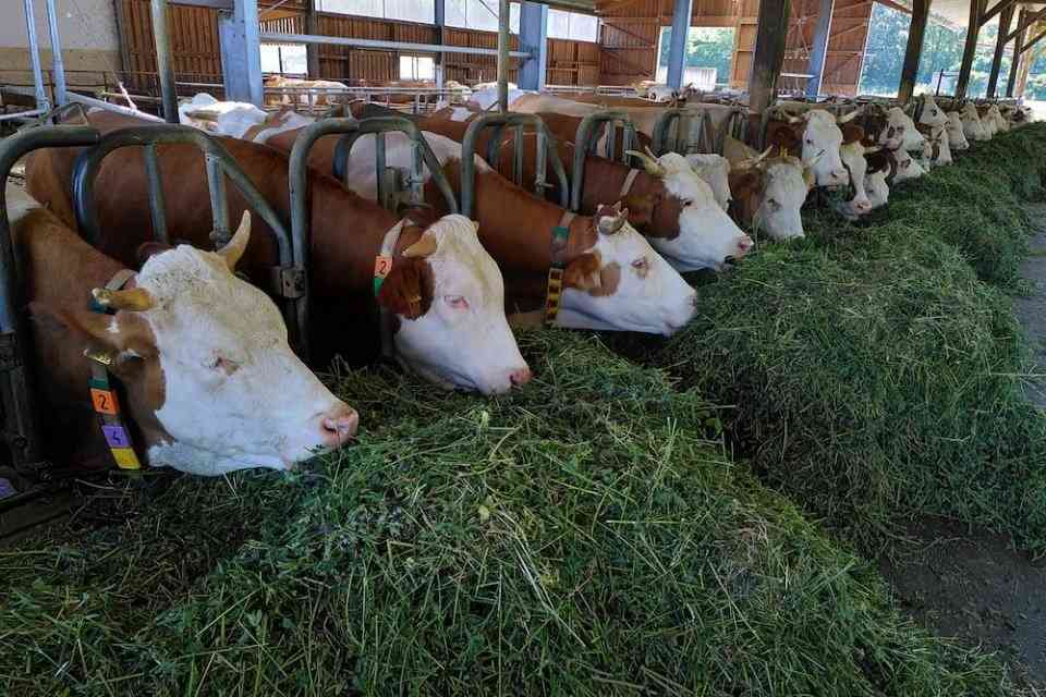 Ternak Sapi Perah: Peluang Bisnis Susu Segar yang Menjanjikan