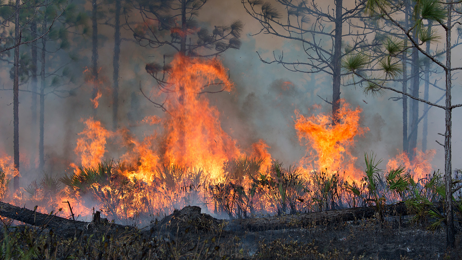 Bencana Lingkungan yang Menggemparkan Pada Musim Kebakaran Hutan di Australia